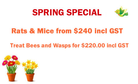 Spring Special